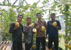 Sukses Panen Melon Premium, Lapas Terbuka Kelas IIB Kendal Tunjukkan Produktivitas Warga Binaan